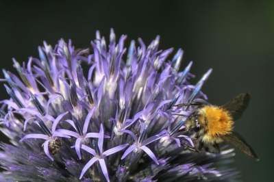 Rittersporn mit Hummel - Insekten leisten Service!