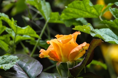 Kunden mit Überraschungen gewinnen, hier eine Rose - Hoffentlich gefällt Sie Ihnen!