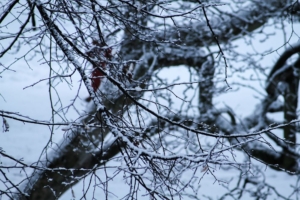 Winter in Eilenburg - Pflege und Gesundheit