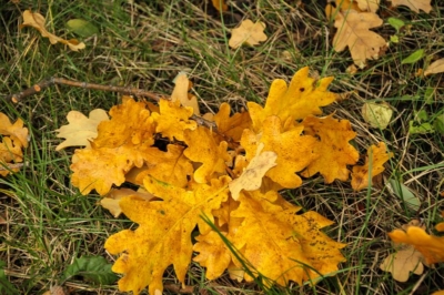 Herbst im Schlosspark zu Machern