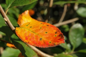 Wunder nicht wider der Natur