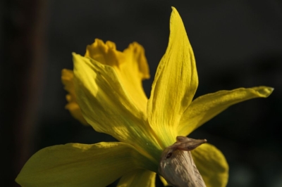 Osterglocken - unverkennbar, es ist Frühling und Ostern lädt zum Feiern ein.