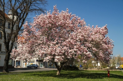 Besondere Attraktion alljährlich im Frühjahr am Torgauer Tor in Eilenburg - die Blütezeit der großen Magnolie, hier im Jahr 2015