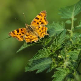 Ein Schmetterling ist ein schönes Symbol für Unternehmensberatung, kann das ein Gedicht auch?