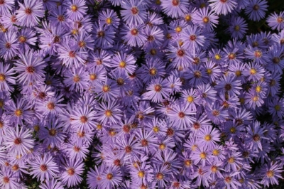 Kleiner Ausflug in das Eilenburger Gewerbegebiet Am Schanzberg zum Tag der offenen Tür der AWO Werkstatt - Blumen am Eingang