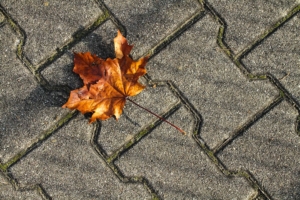 Herbst in der Stadt - Starke Führung oder Führungsstarre?