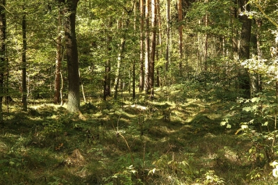 Gesundheit durch und mit dem Wald! Nicht nur in Leipzig oder Eilenburg