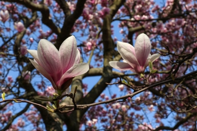 Regionenmarketing - Große Magnolie in Eilenburg 2019, Detailaufnahme