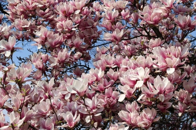 Regionenmarketing - Große Magnolie in Eilenburg 2019, Detailaufnahme