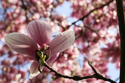 Regionenmarketing - Große Magnolie in Eilenburg 2019, Detailaufnahme