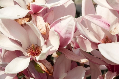 Regionenmarketing - Große Magnolie in Eilenburg 2019, Detailaufnahme